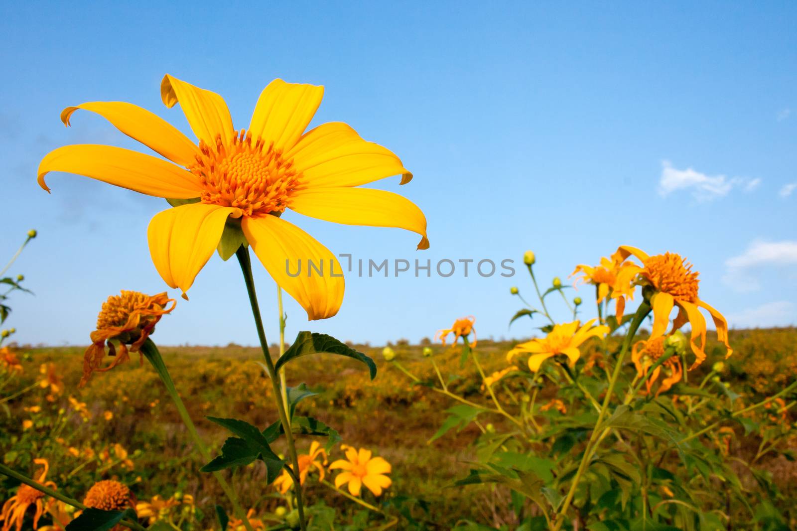 Mexican sunflower weed and blue sky background.