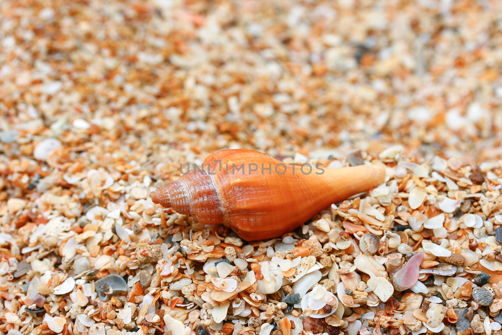 Conch Shells on sandy beach