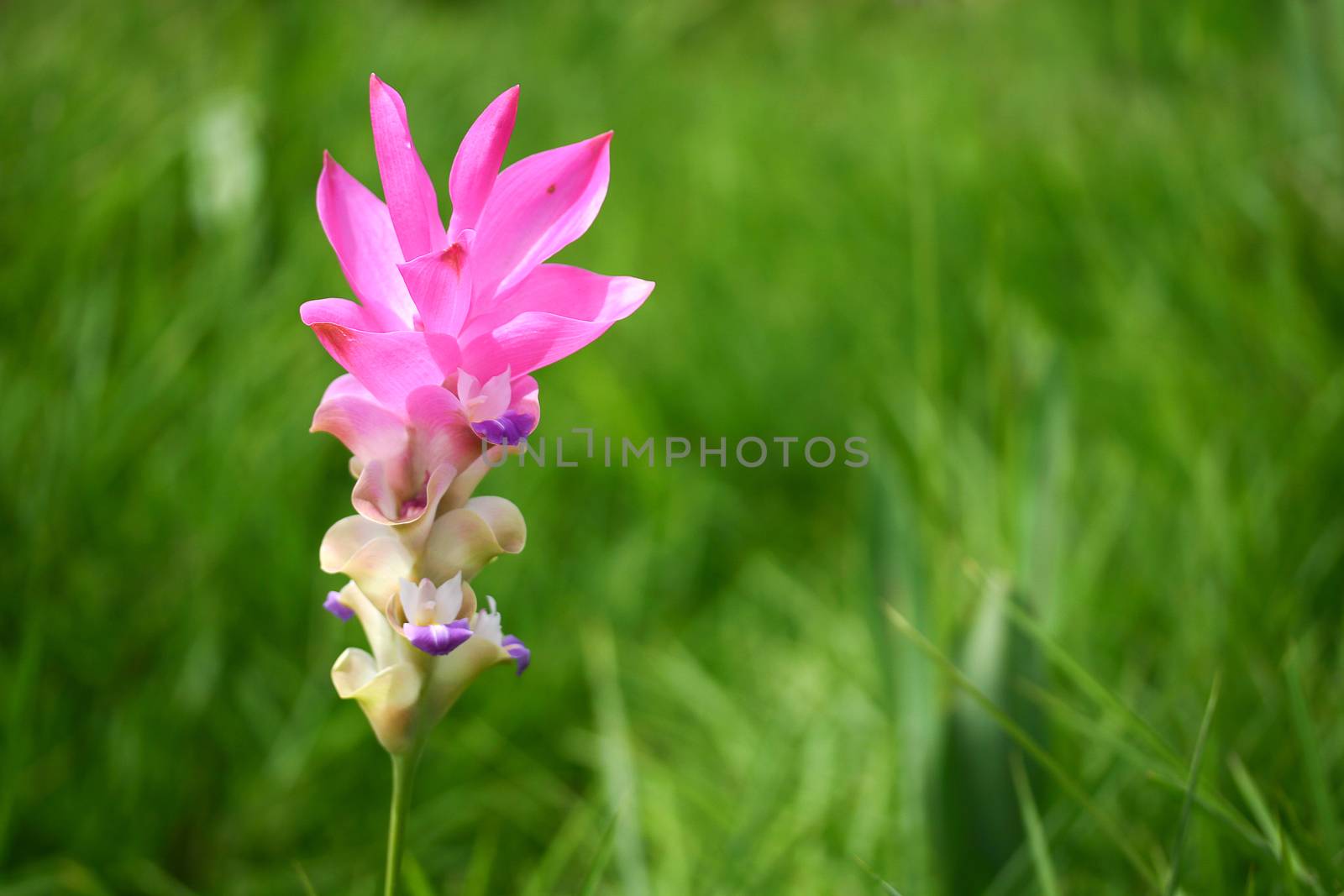 Curcuma alismatifolia by pkproject