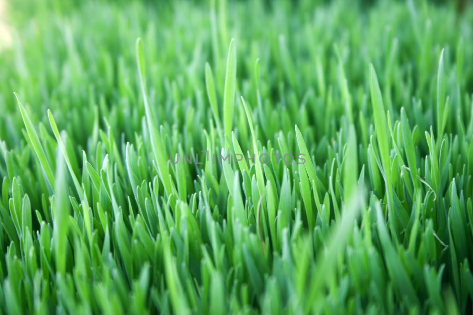 Fresh Spring Green grass vertical eco macro background