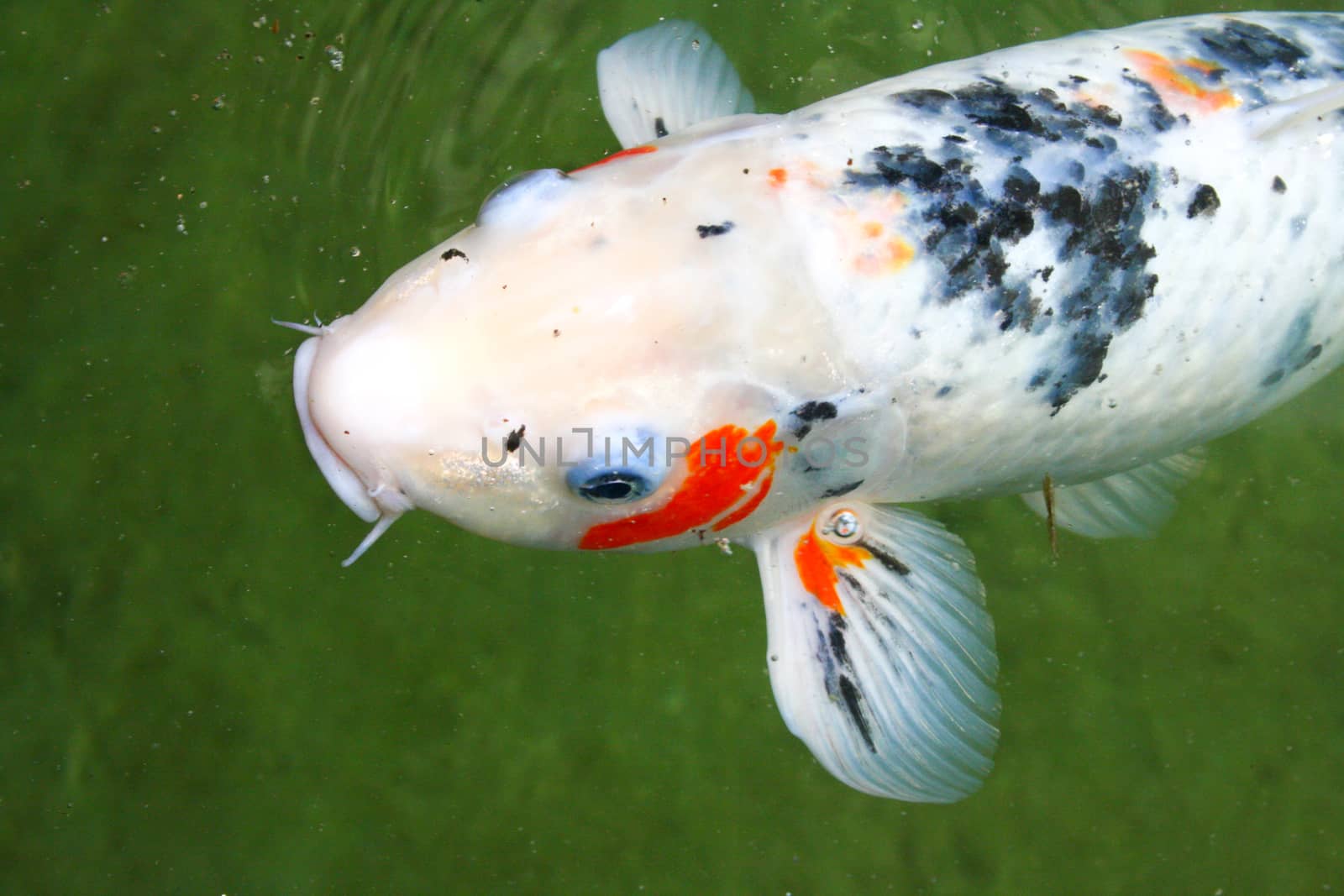 Japanese variegated carps swimming in garden pond