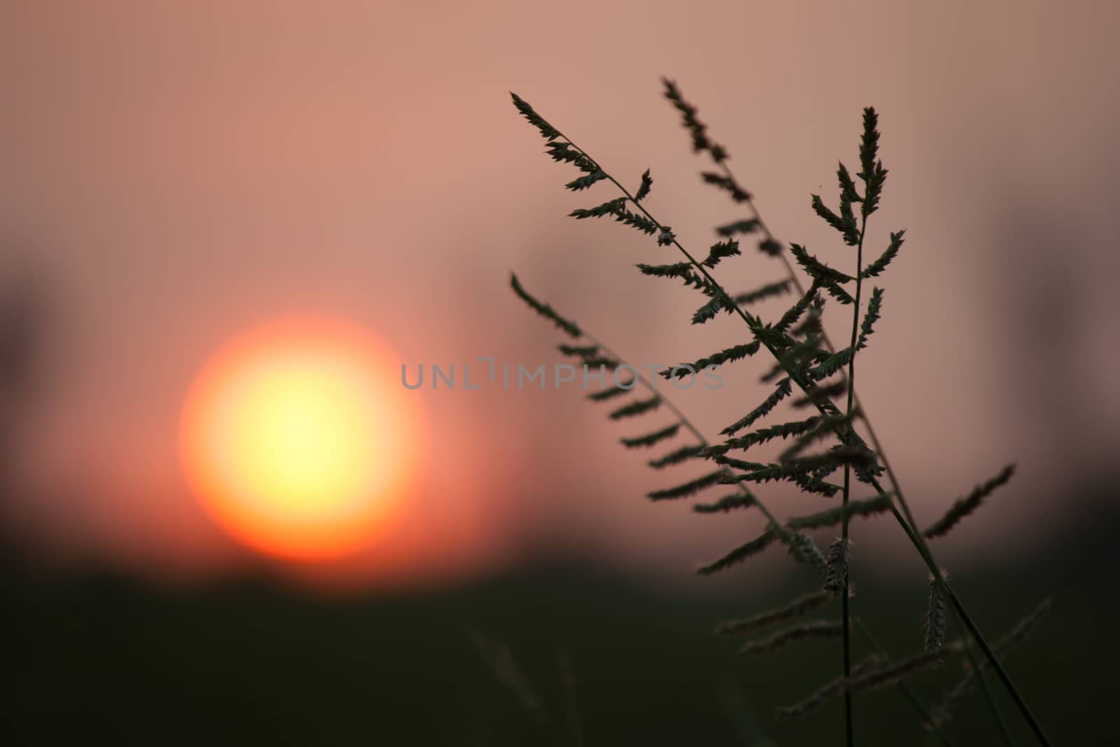 grass close-up against setting sun