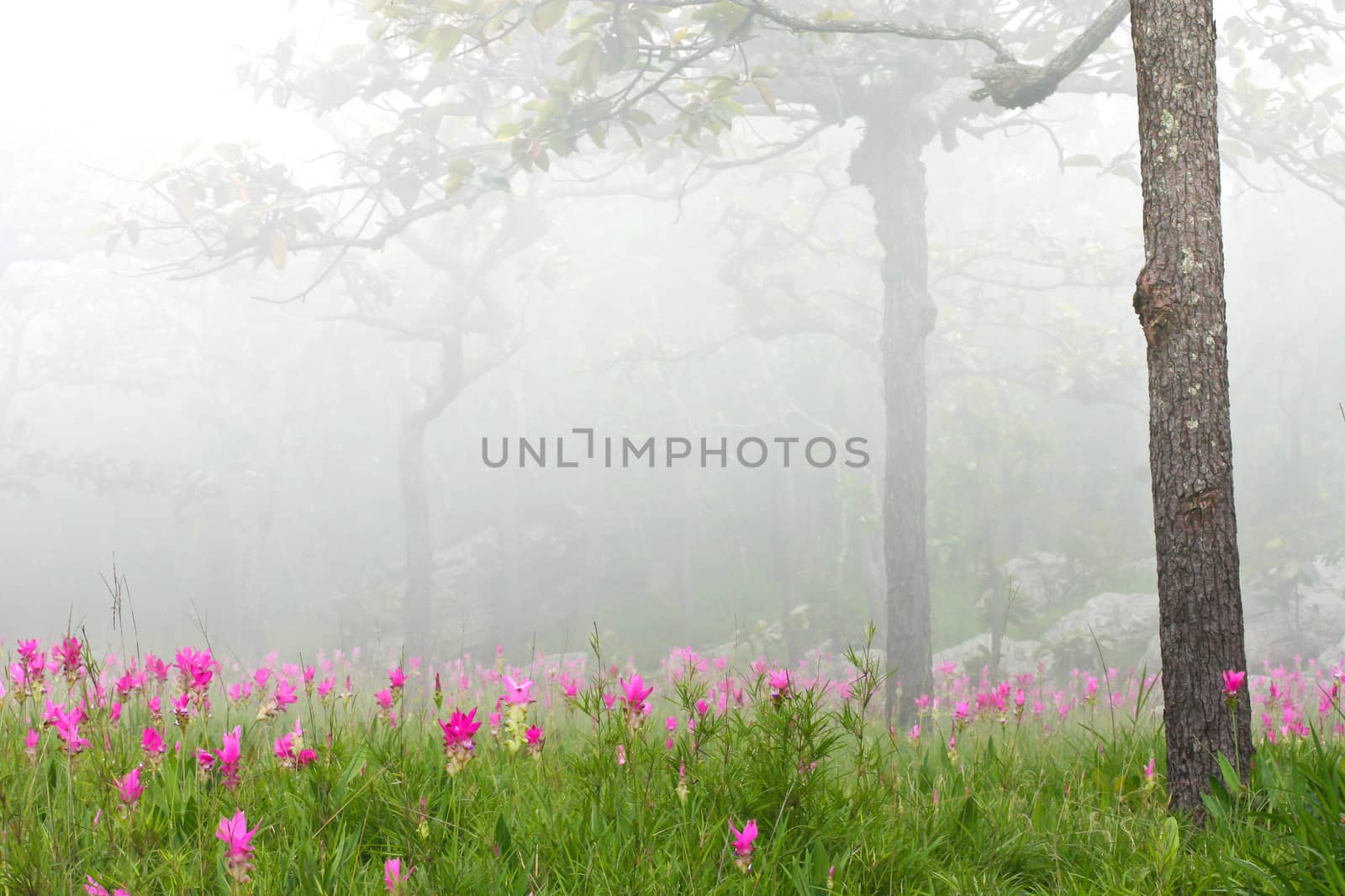 Siam Tulips Flowers in fog