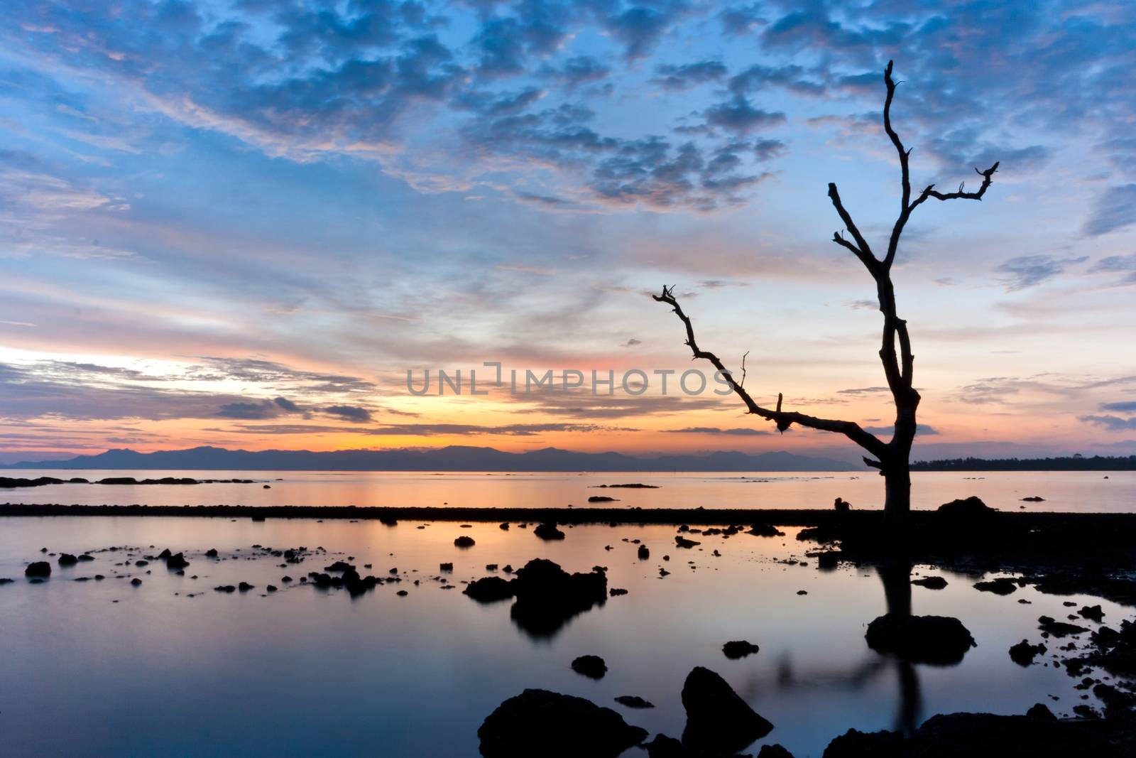 Silhouetted tree with colorful clouds sky at sunset.