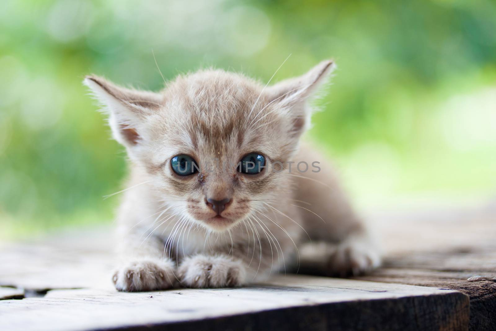 Pretty cat kitten on nature background