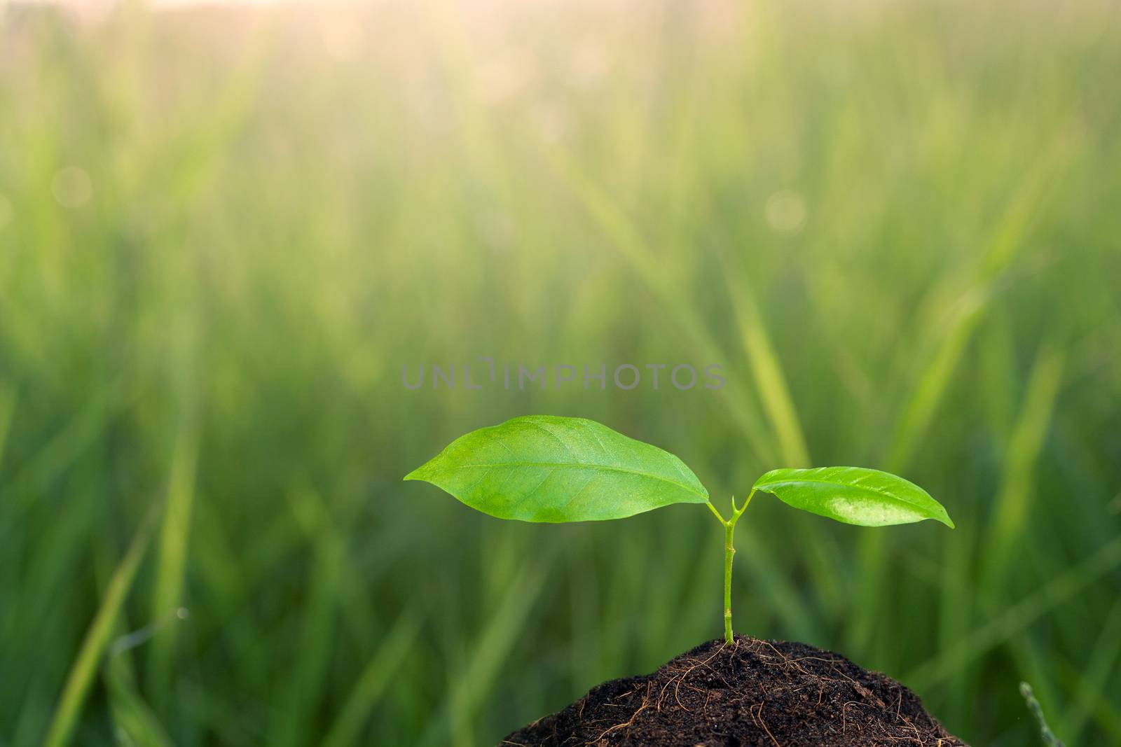 Small plant on pile of soil