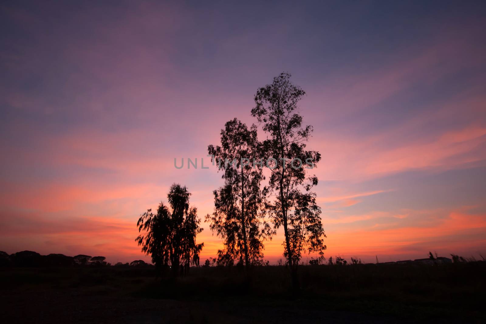 magical sunset with tree