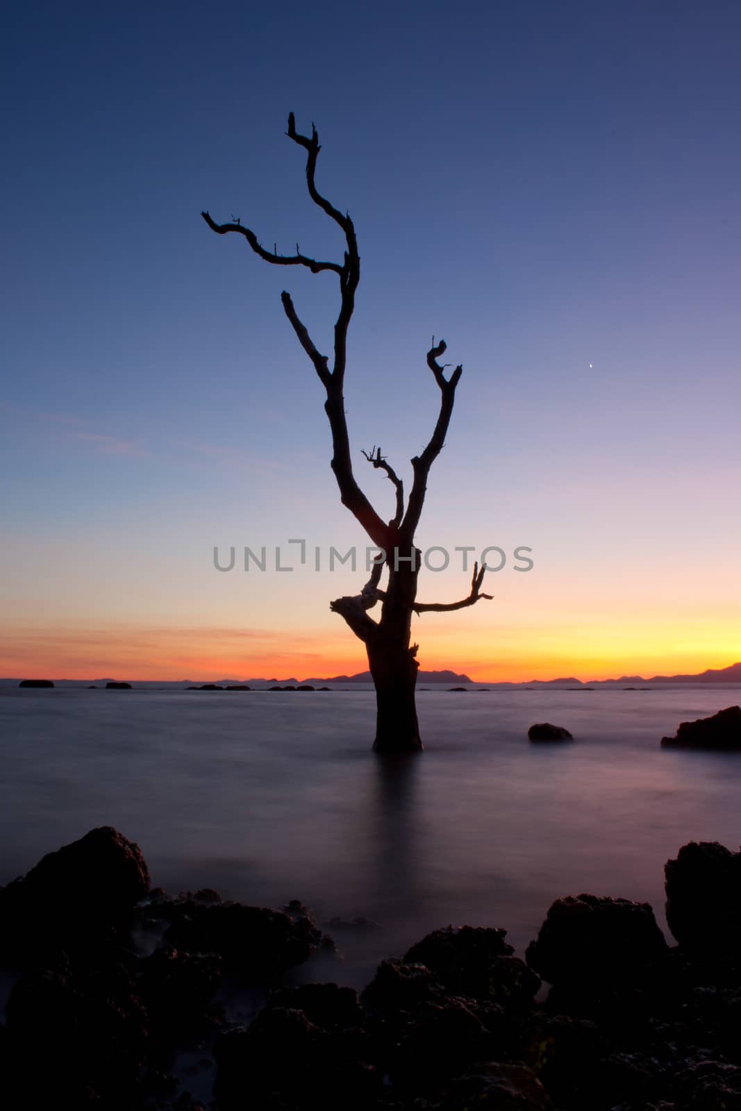 Silhouetted tree with colorful clouds sky at sunset.