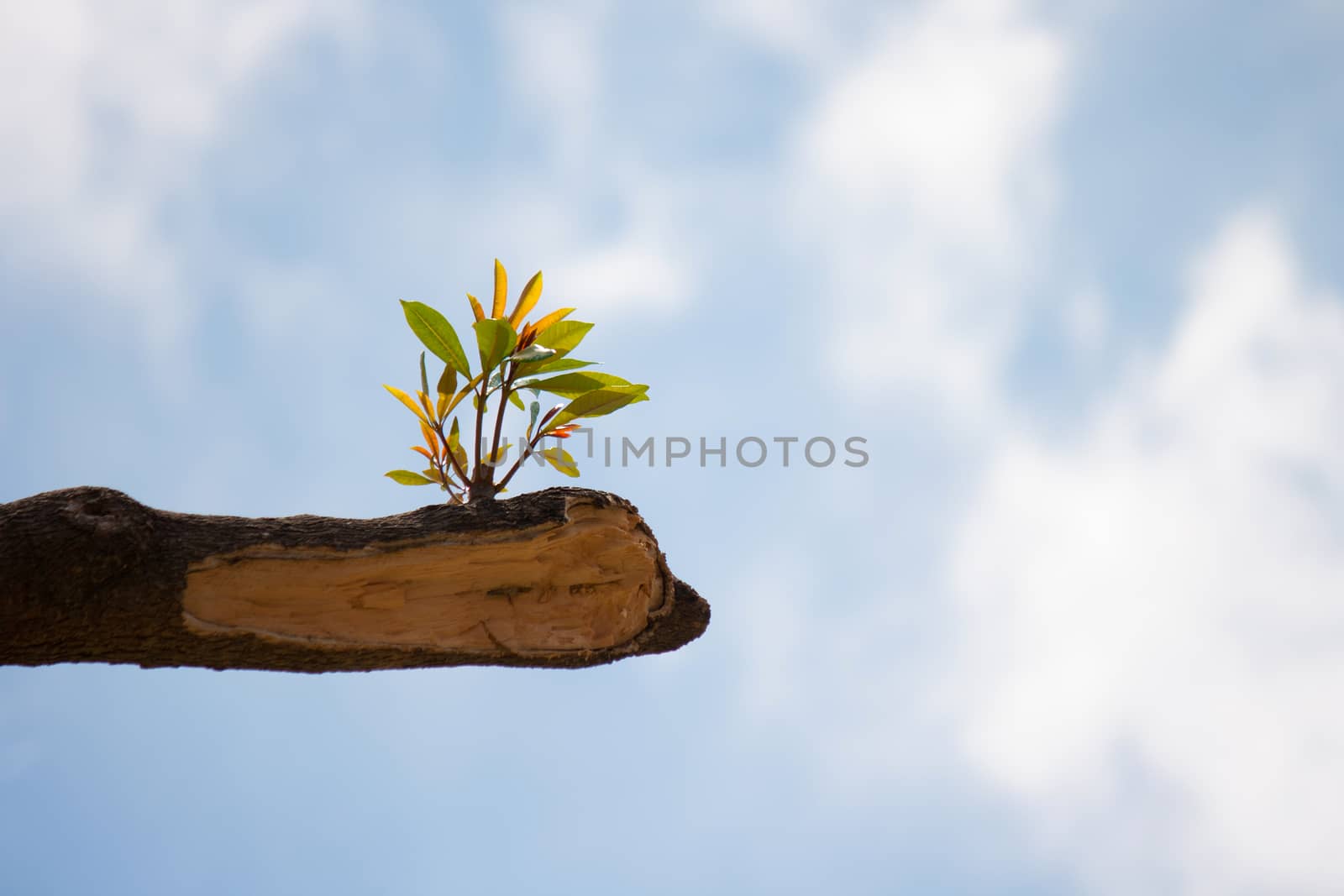 young plant growing on tree stump on blue sky