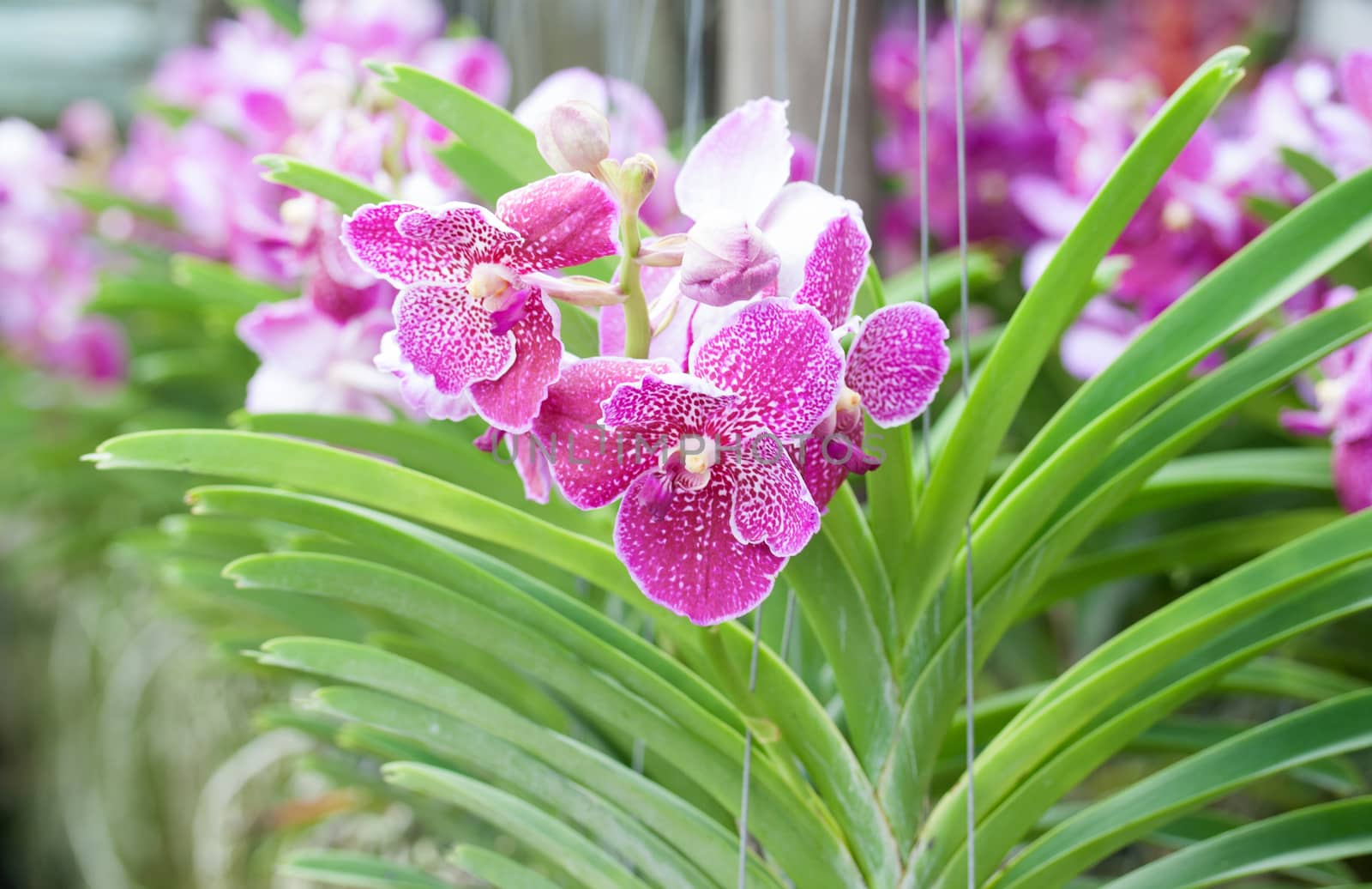 Beautiful orchid flowers closeup