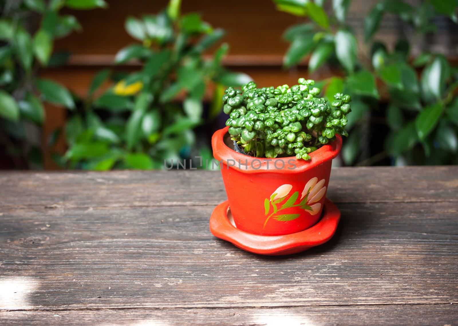 Trees in red pots