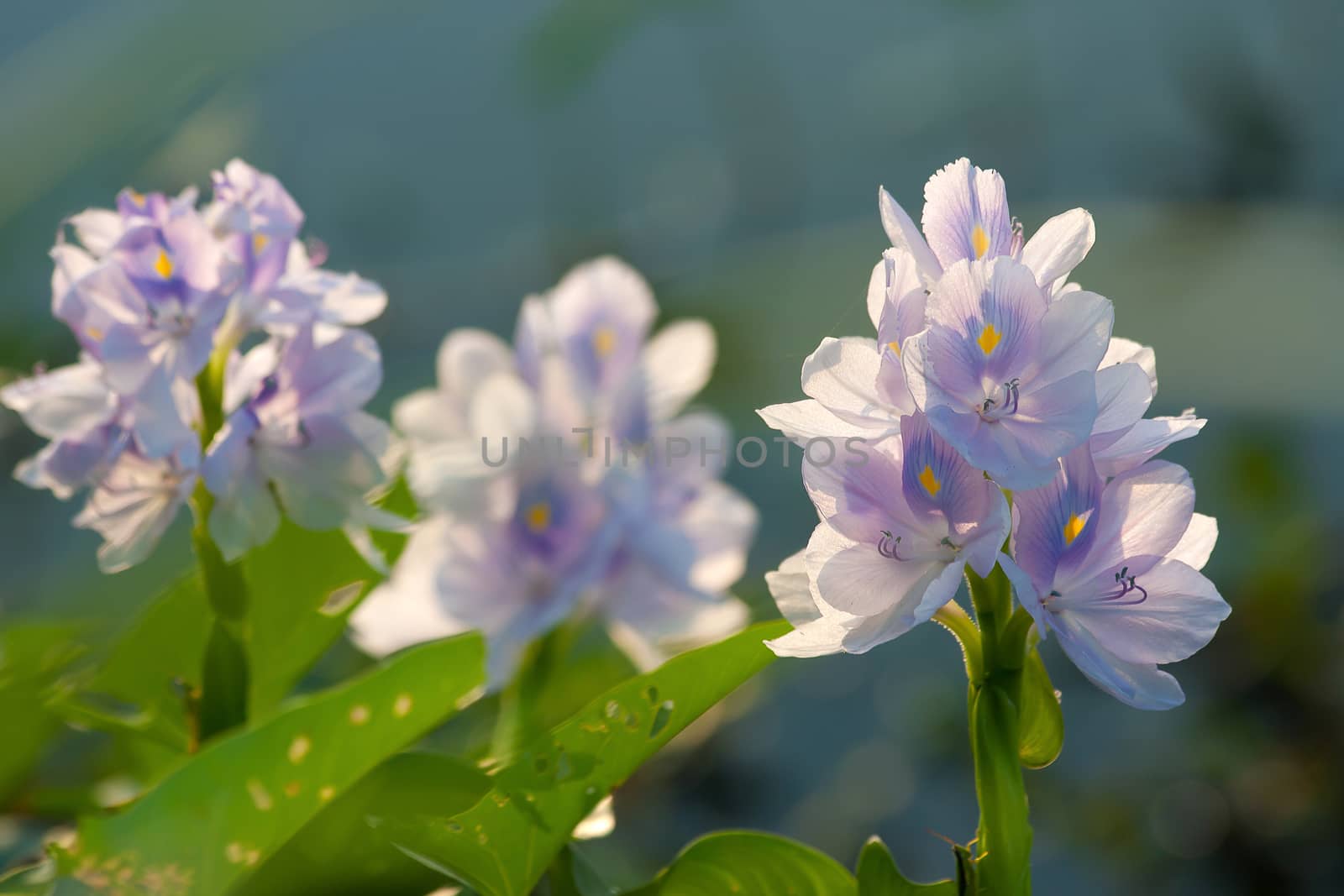 Water hyacinth flower in a close-up image