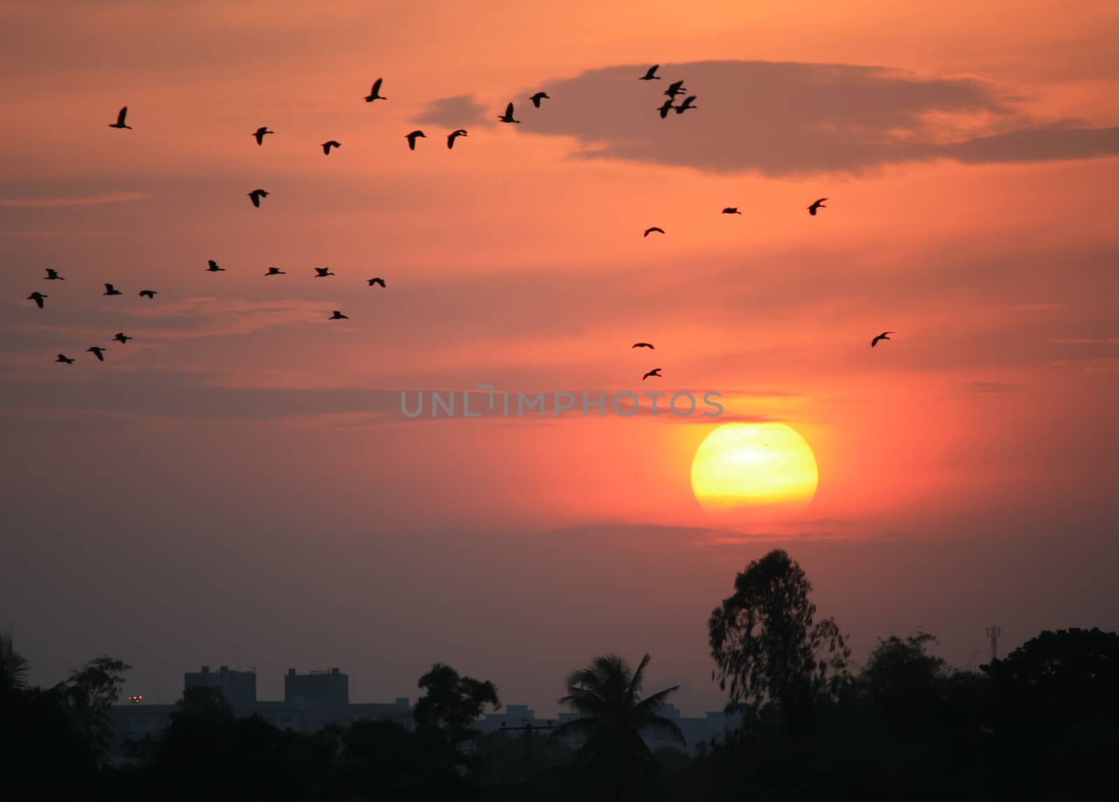 Silhouette of birds flying at sunset