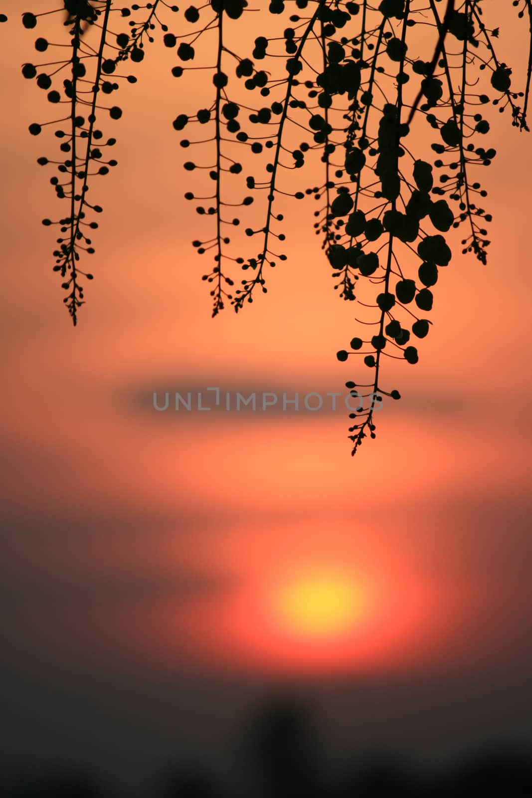 Flower silhouette at sunset