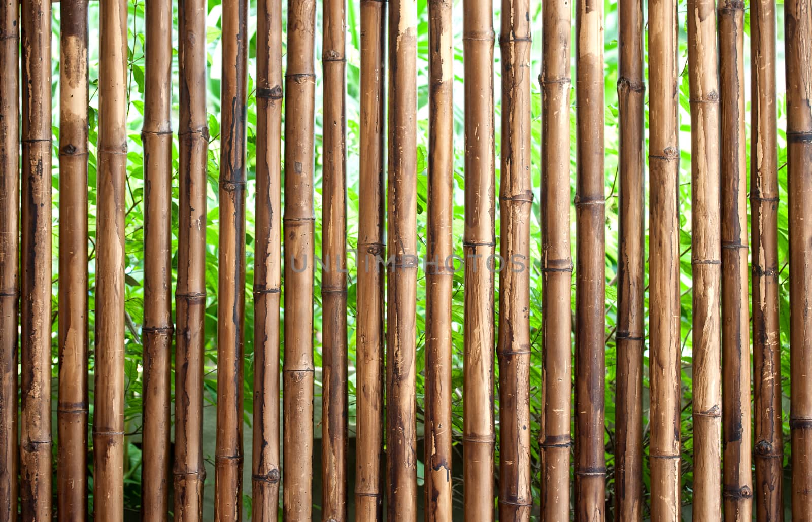 bamboo fence background