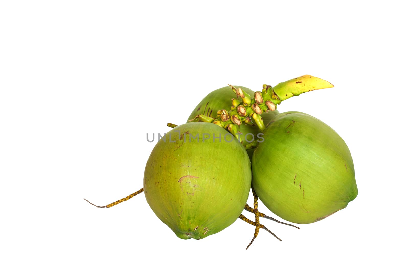 Green coconuts over white background