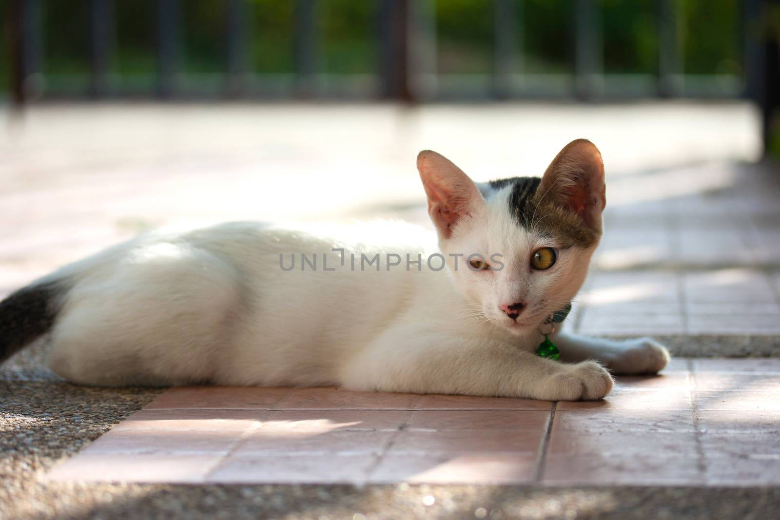 Pretty cat in sunlight