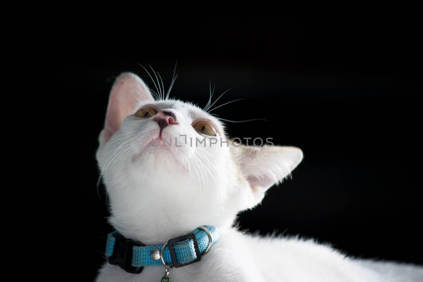 Pretty cat on black background