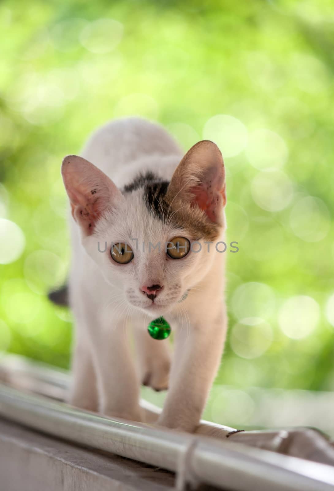 cat on green background