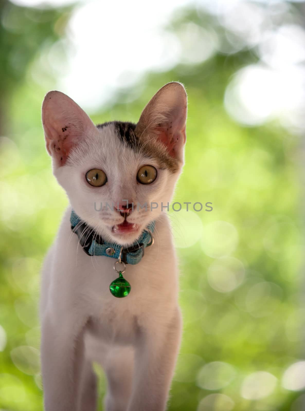 cat on green background