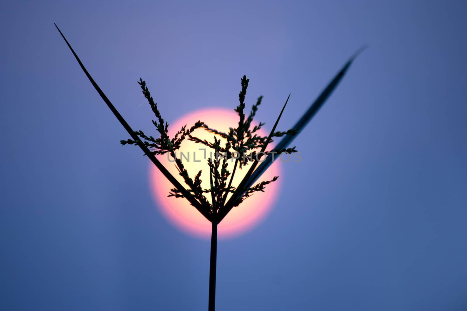 Silhouette flower at sunset