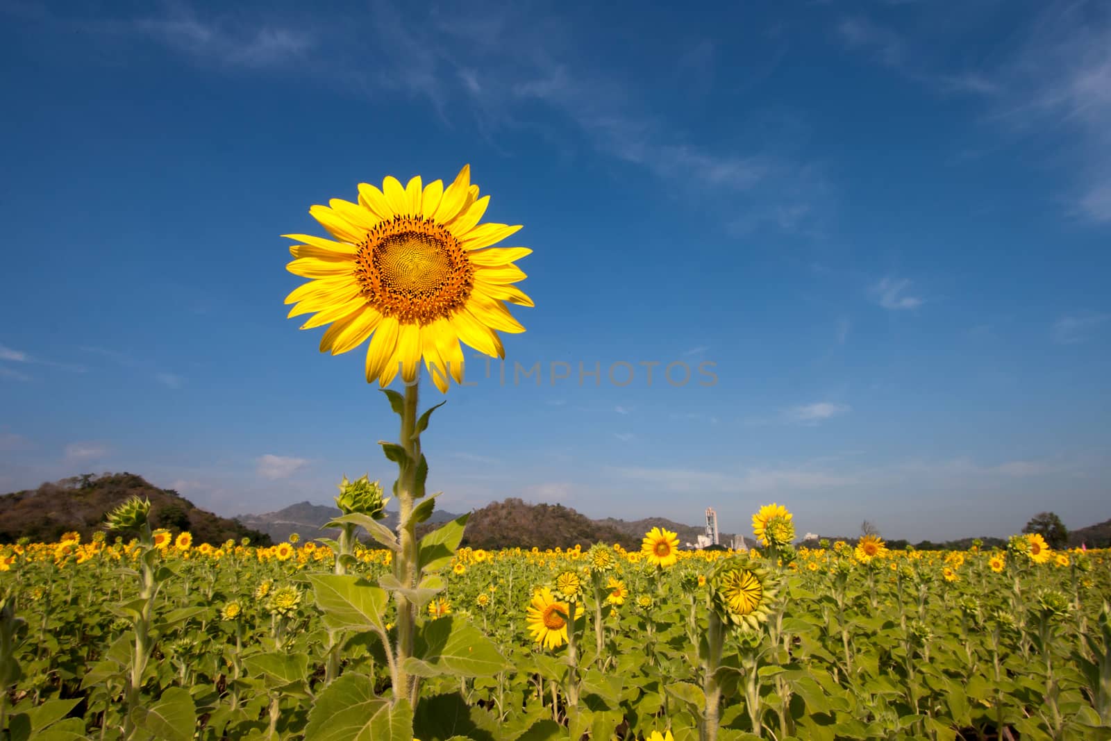 sunflower in the field and sky