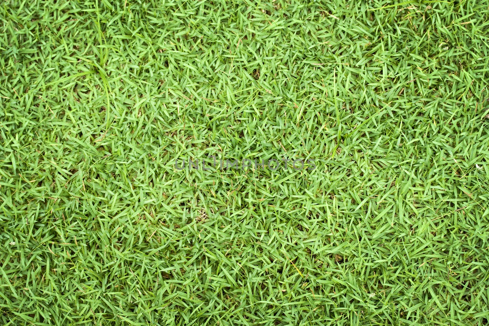 Green grass seamless texture