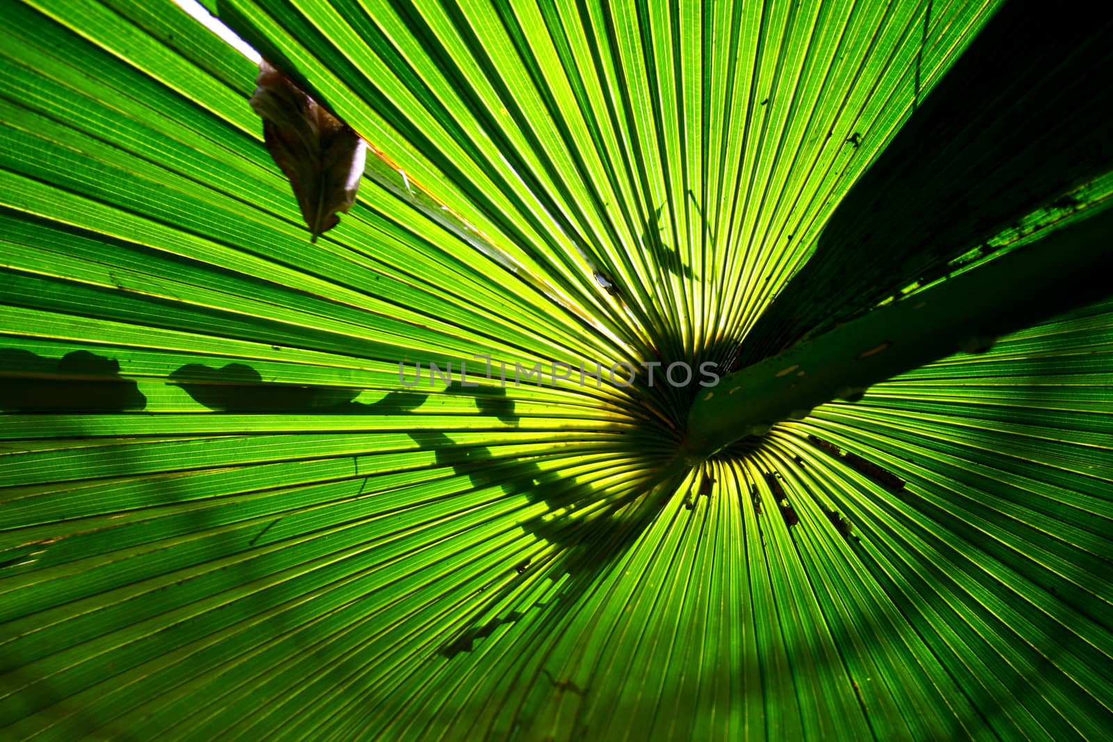 Palm leaves Lines and textures
