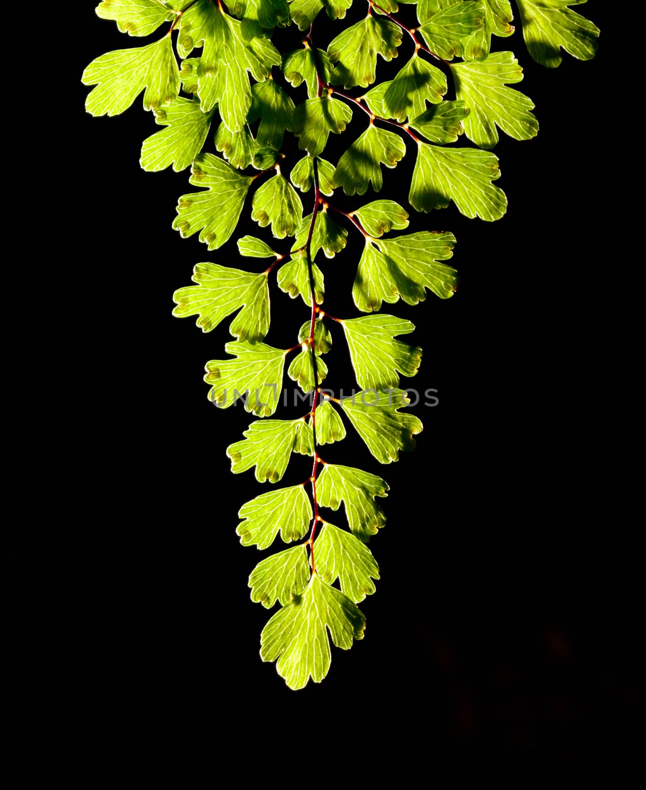 Fern Leaf on black background