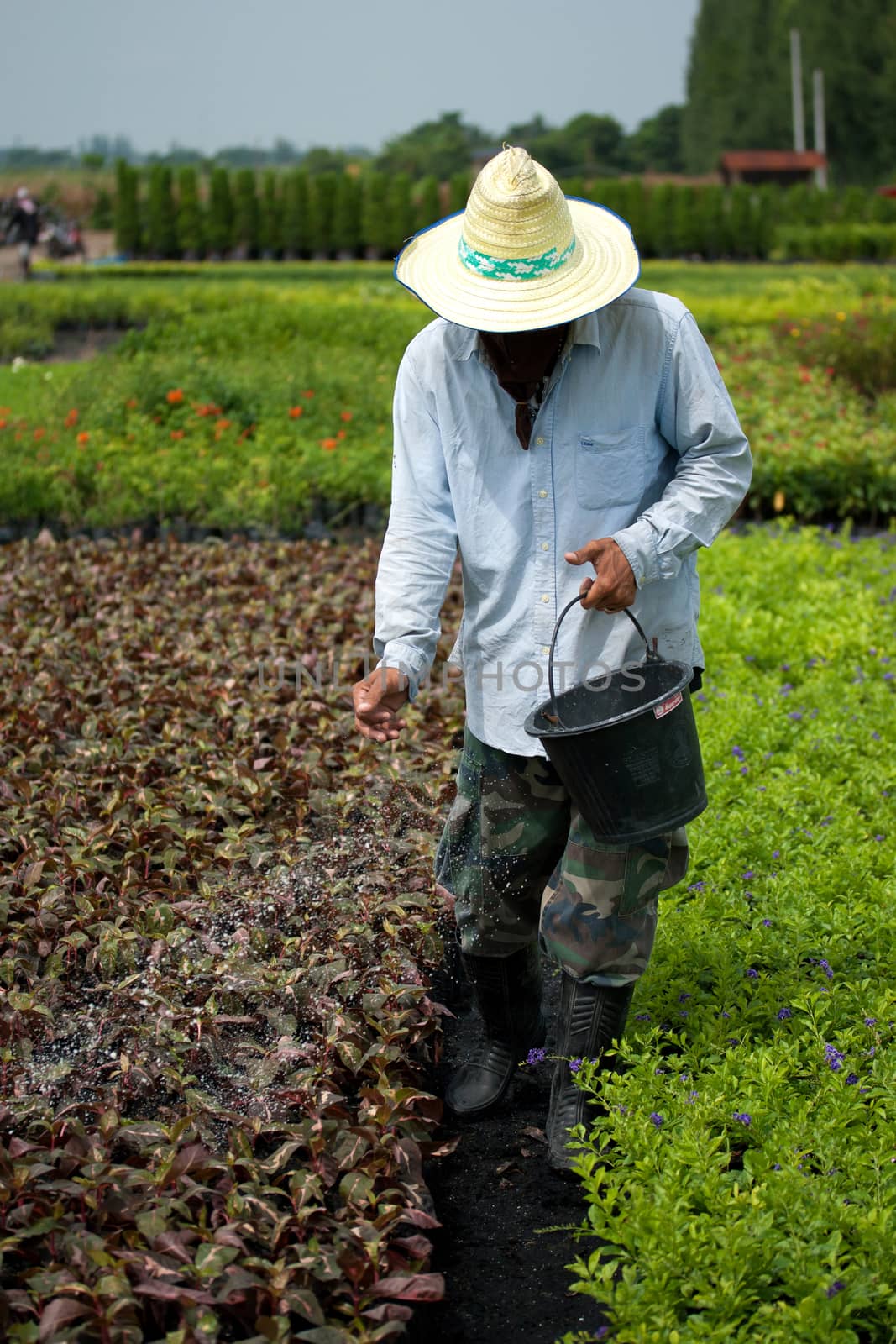 farmer using fertilizer in a trees