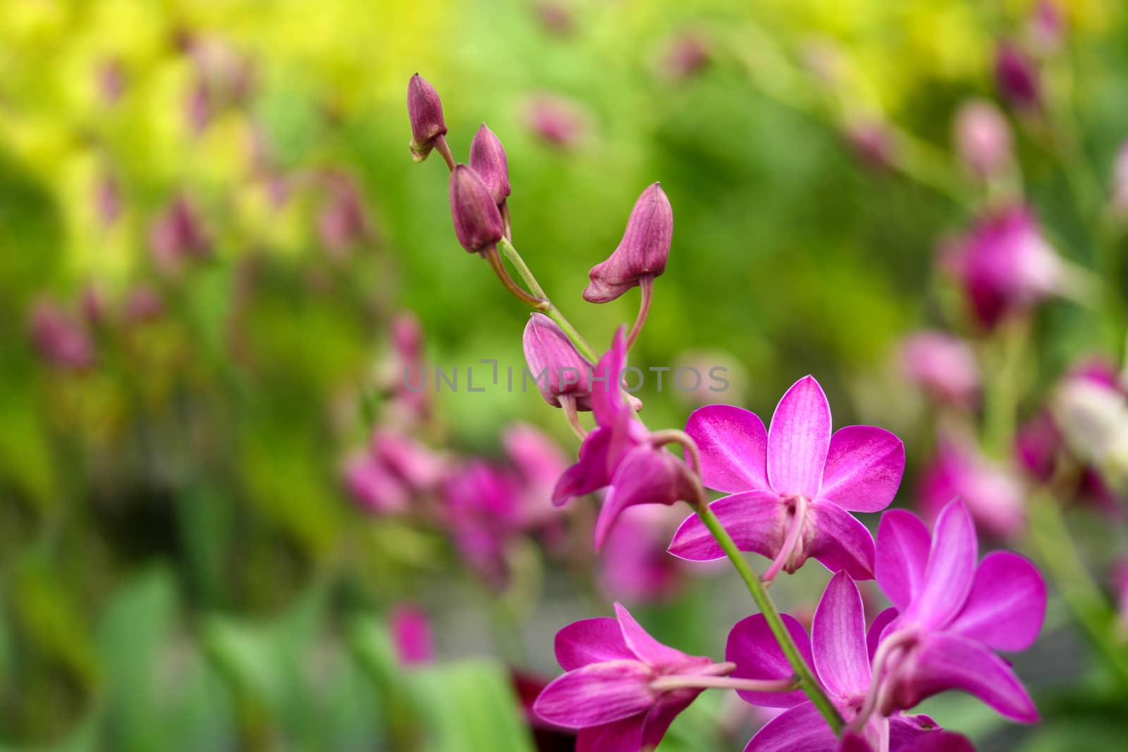Pink orchids on green background