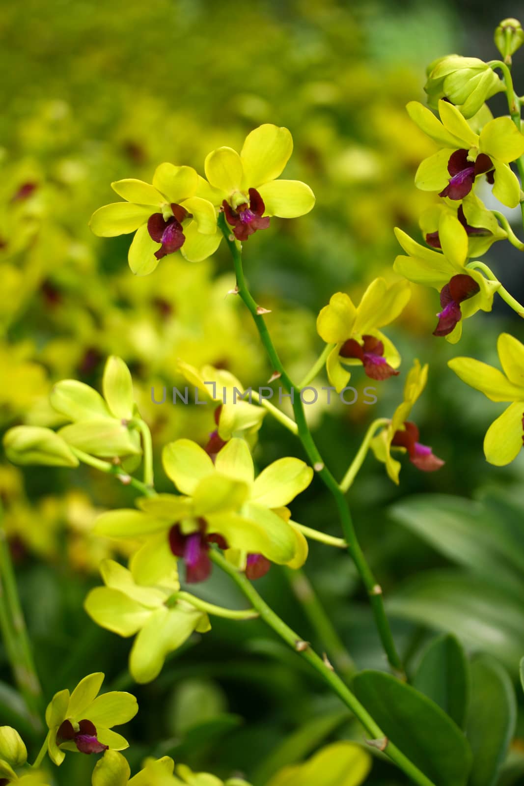 yellow orchid flowers