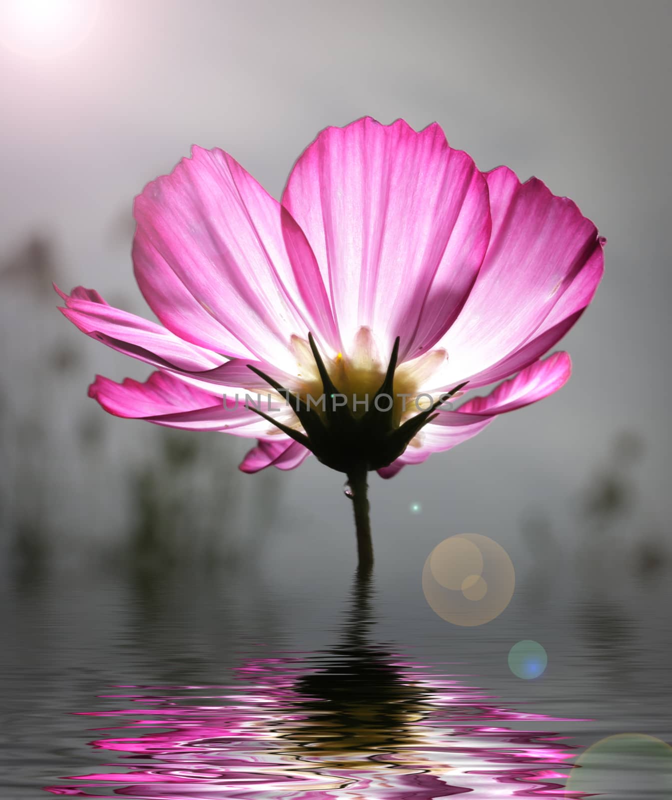 pink cosmos flower glow