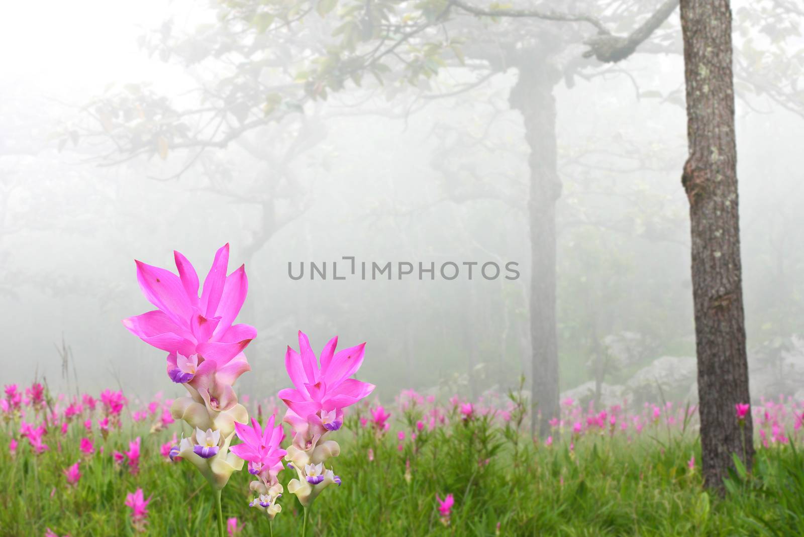 Curcuma alismatifolia by pkproject