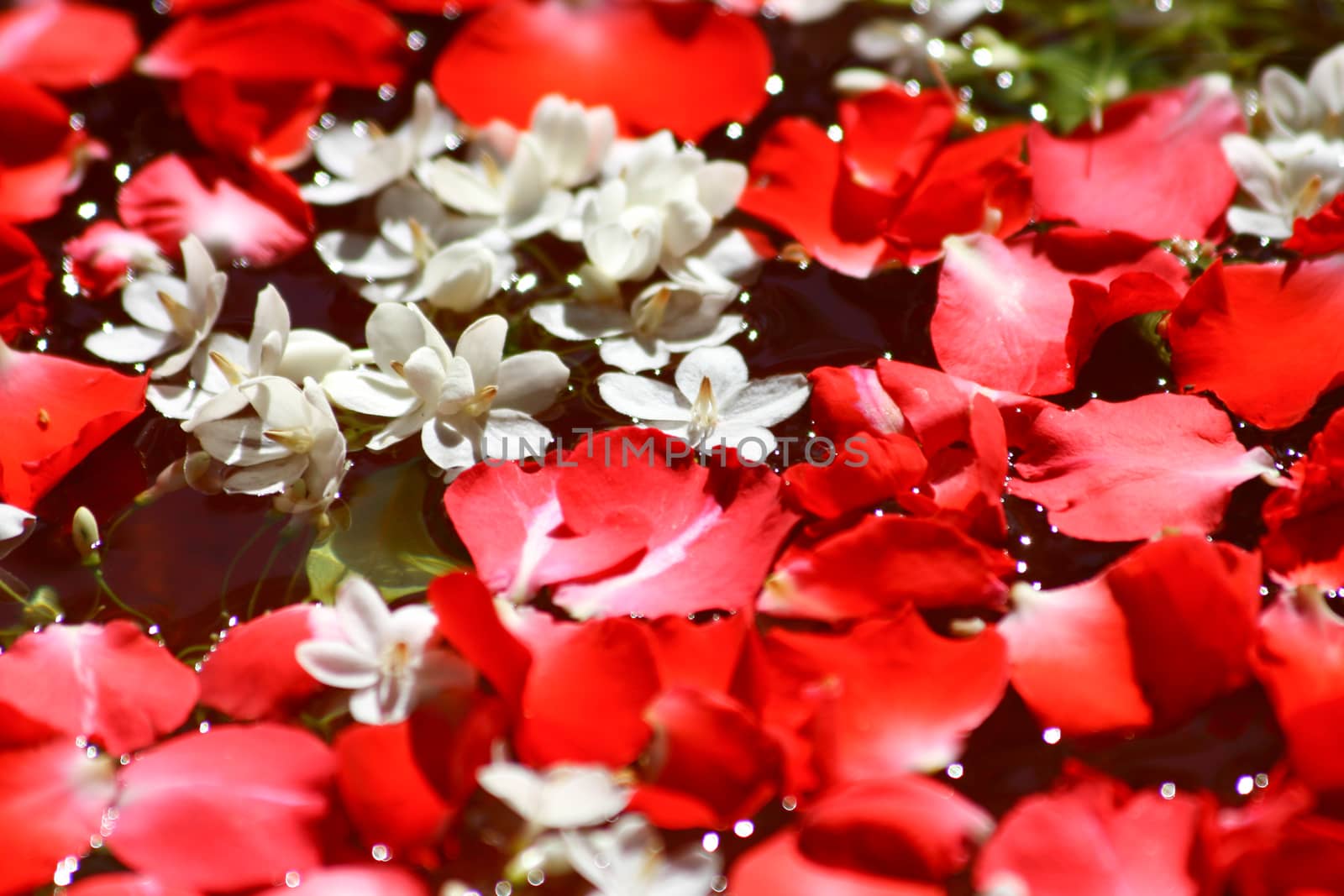rose and jasmine petals on water