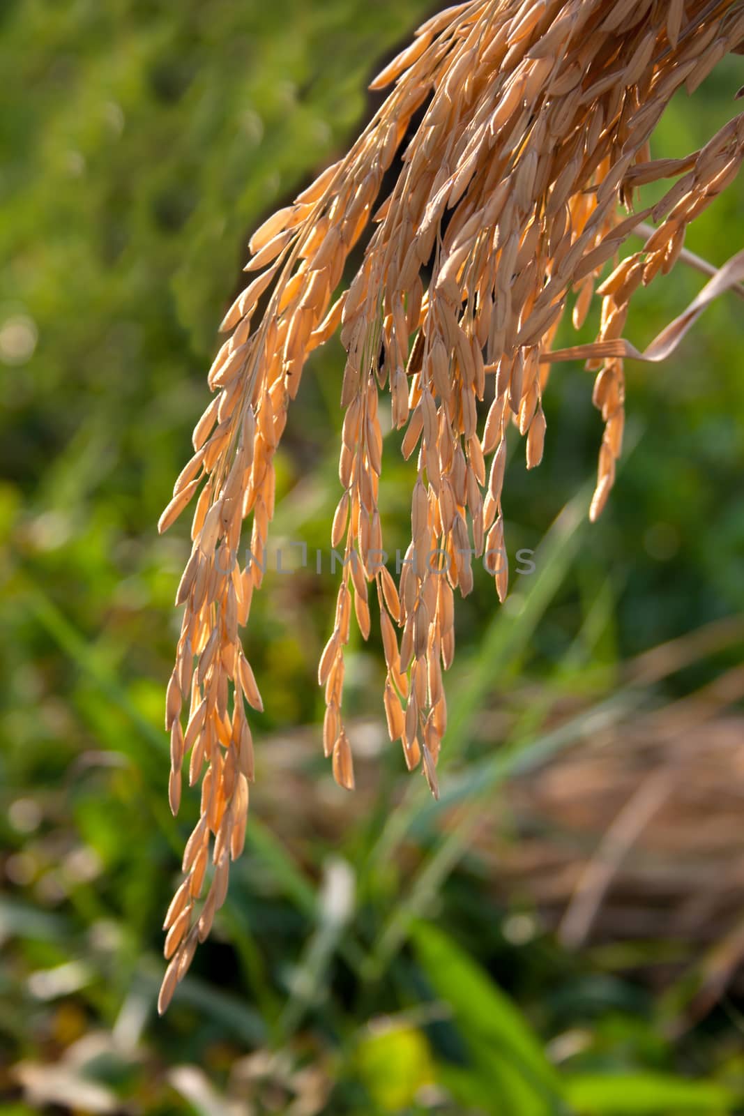 Rice spike in rice field