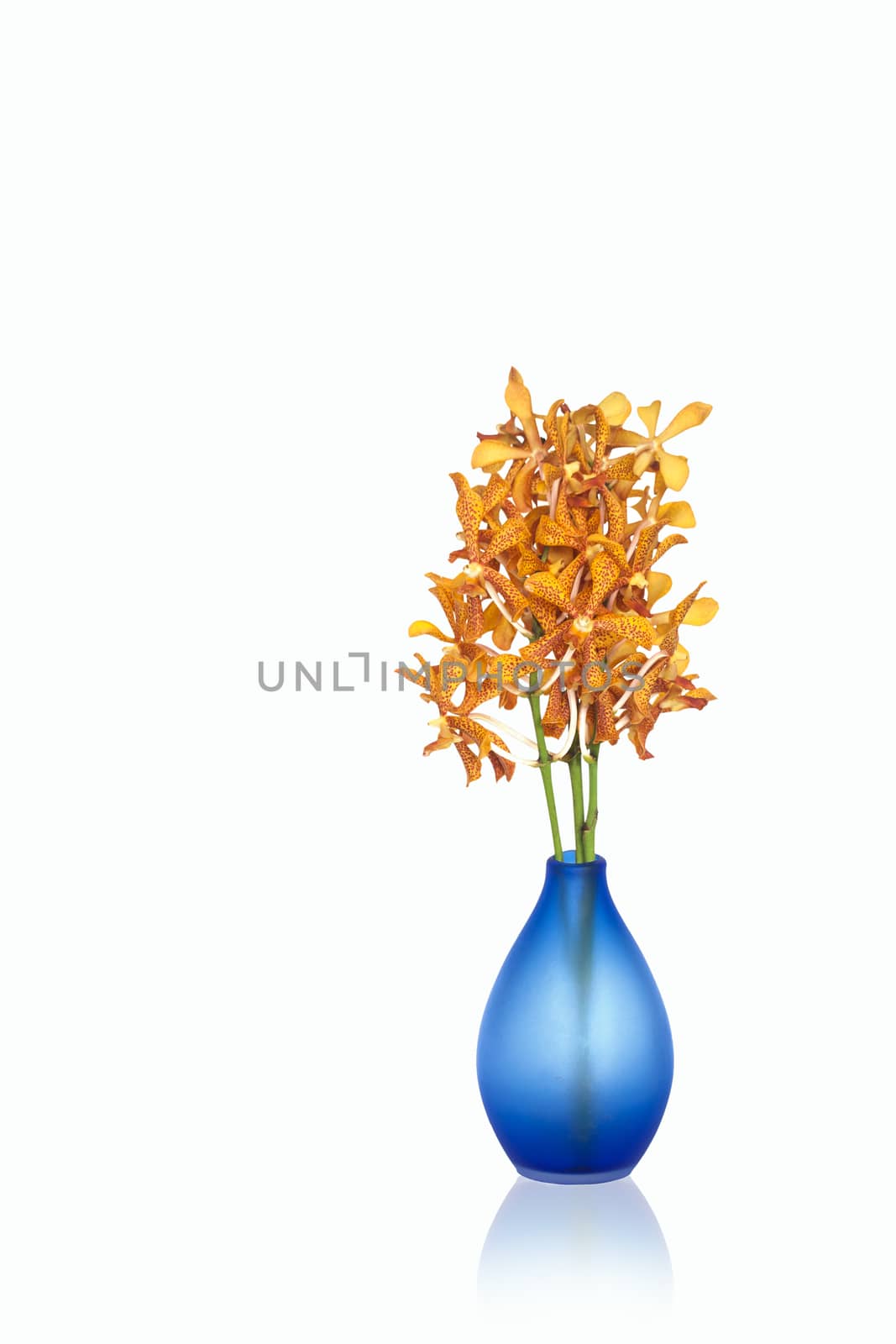 Yellow orchid flowers in vases isolated on white