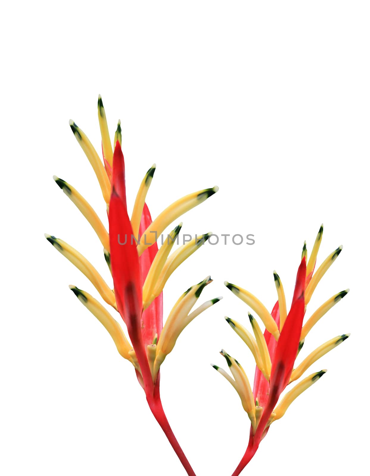 Red bird of paradise isolated on white background