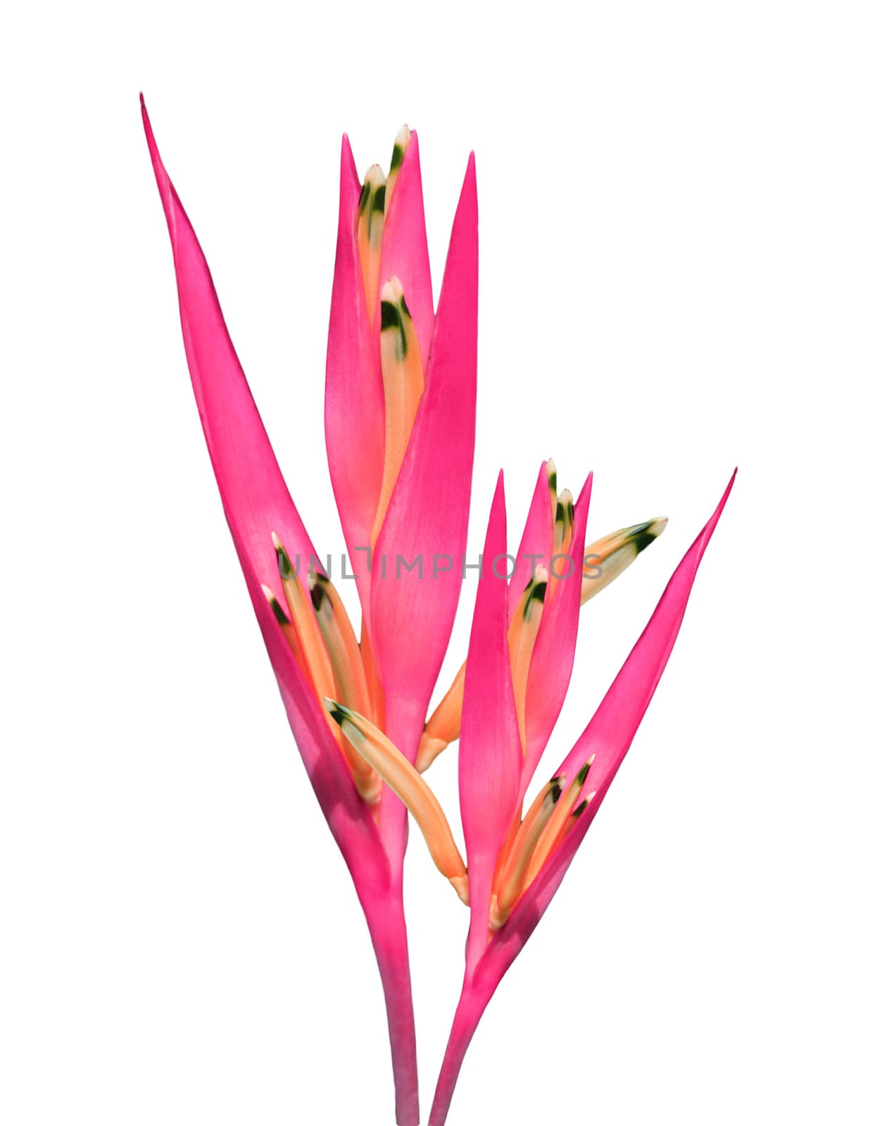 Red bird of paradise isolated on white background