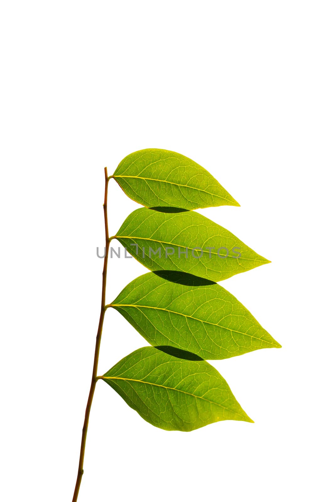 green leaves isolated on white background