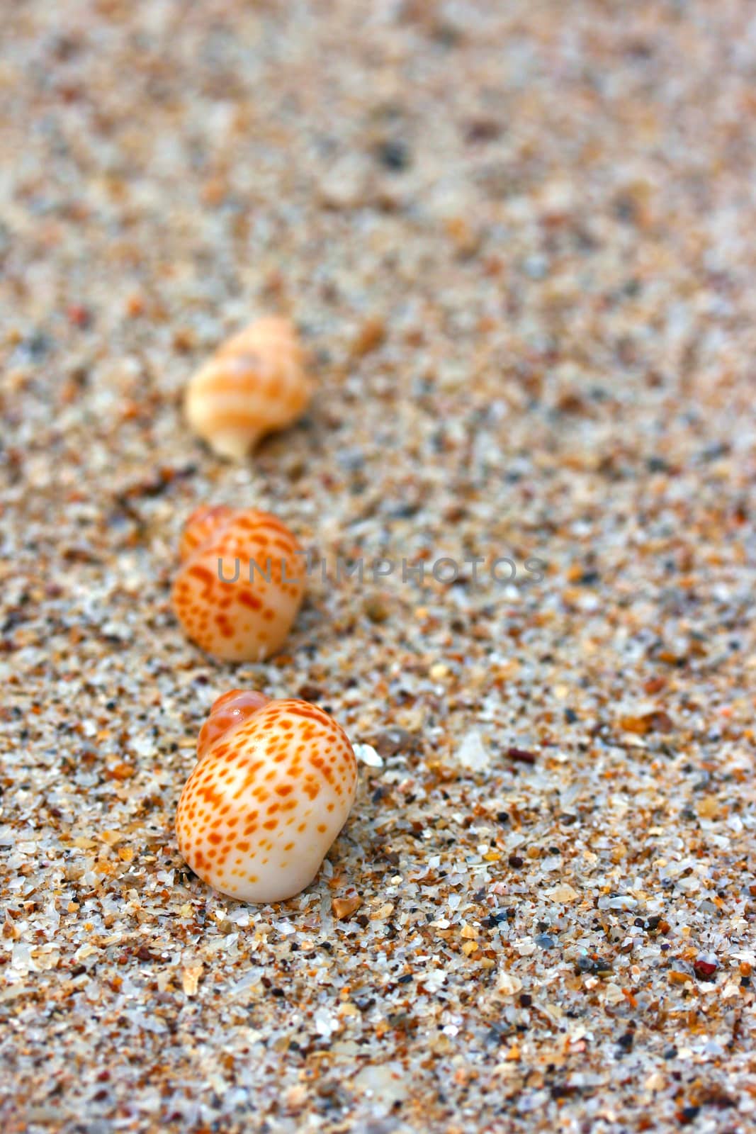 shells on the beach sand background.