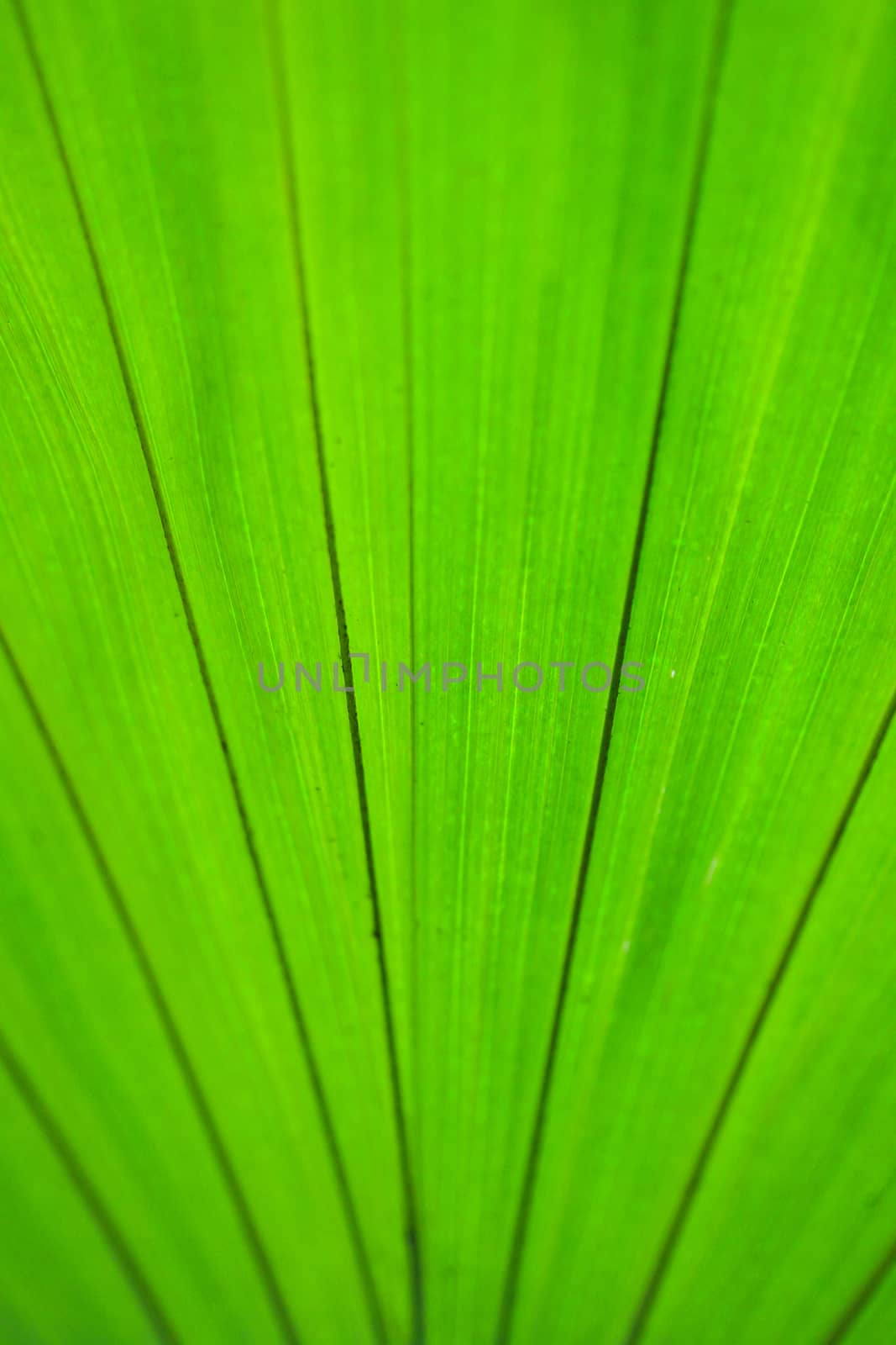 selected focus on green leaves background