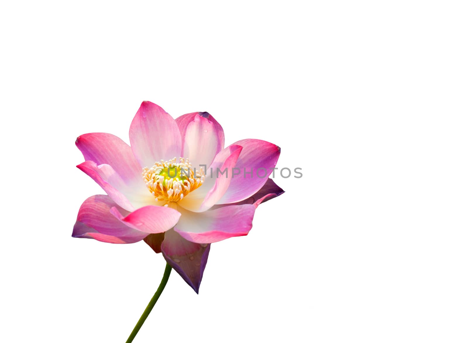 lotus flower isolated on white background. by pkproject