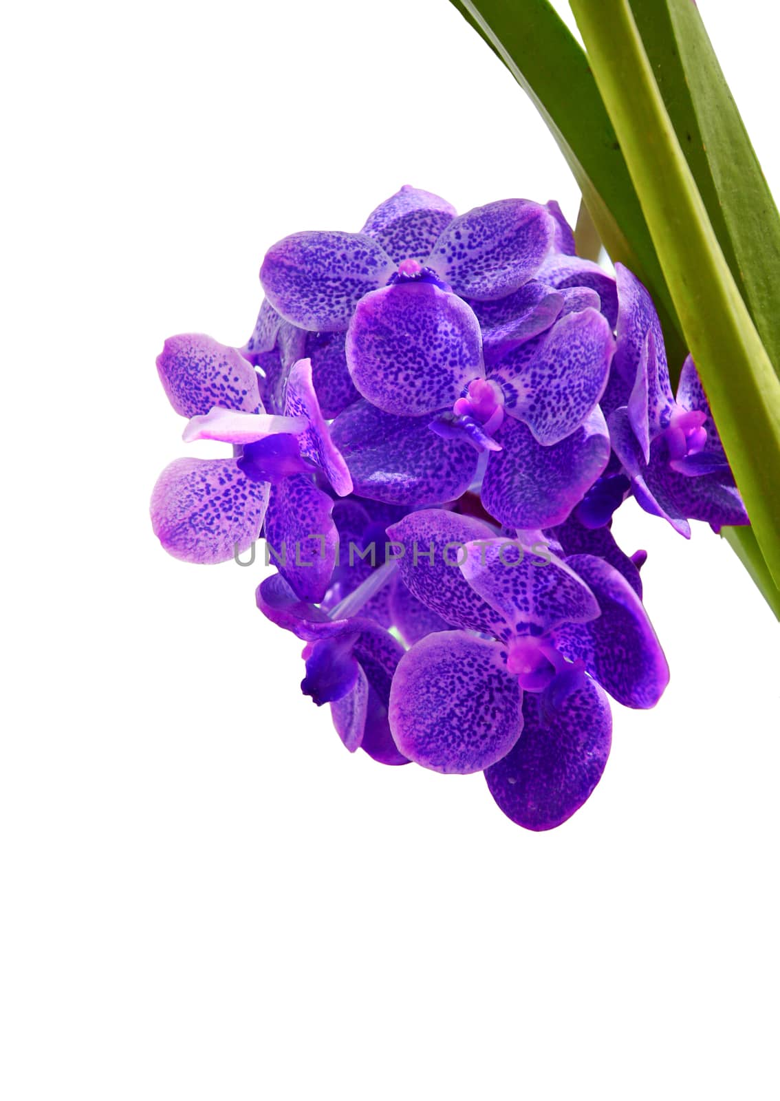 Violet orchid on white background