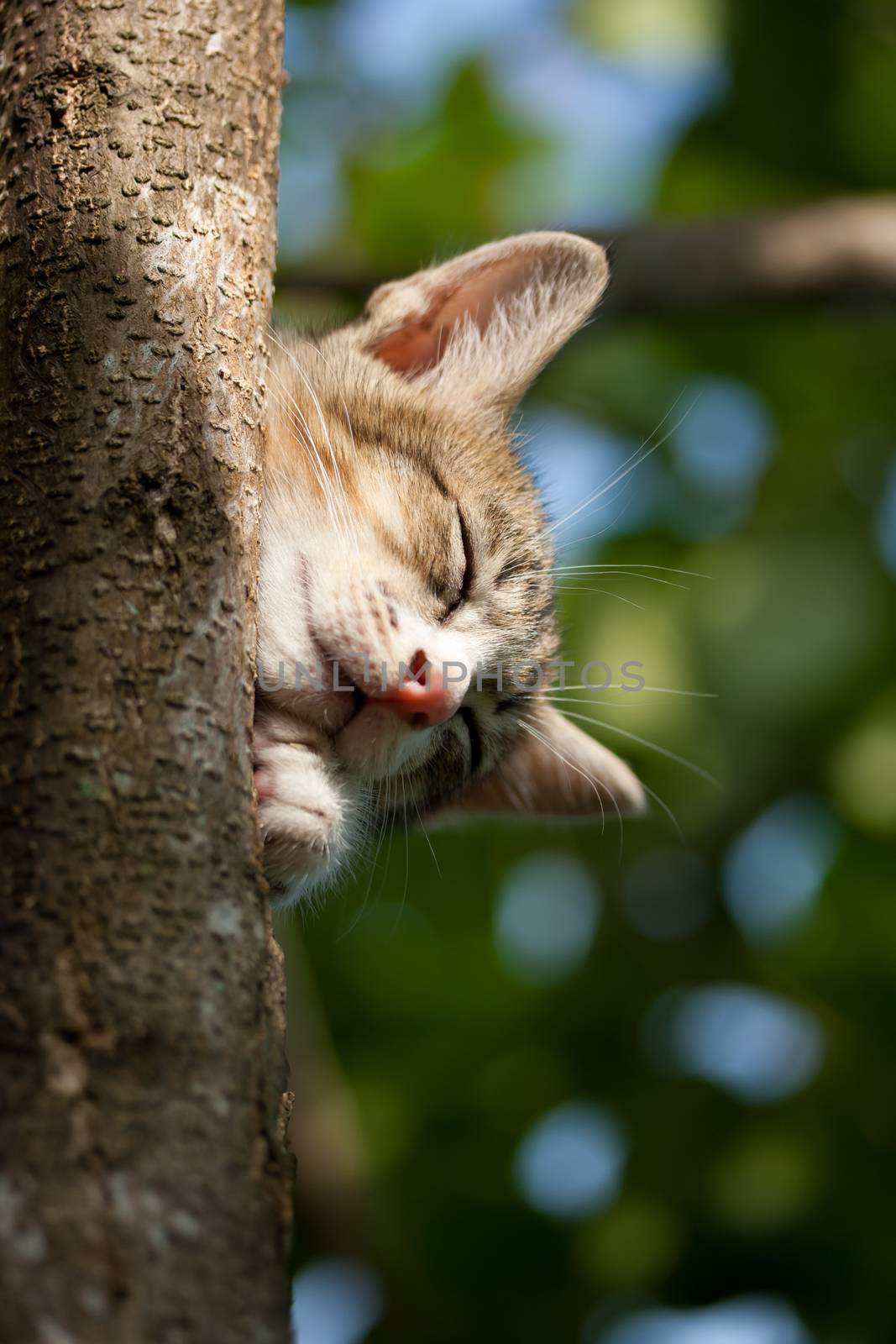 Cat sleeping on the tree