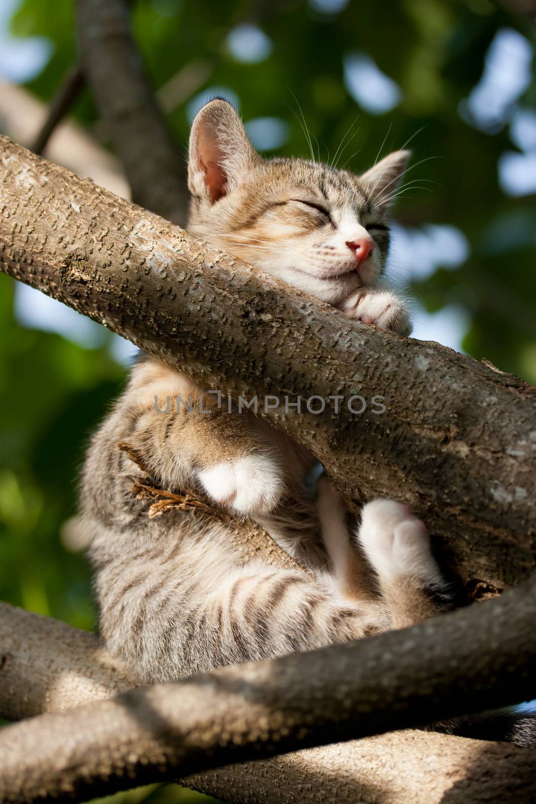 Cat sleeping on the tree