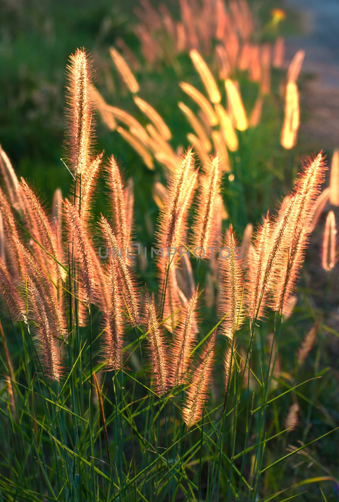 Pennisetum flower in warm sunset