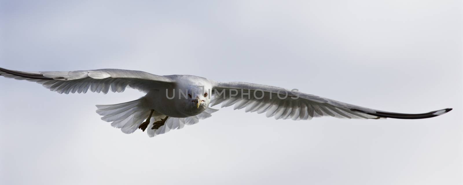 Beautiful isolated photo of a gull in the blue  sky