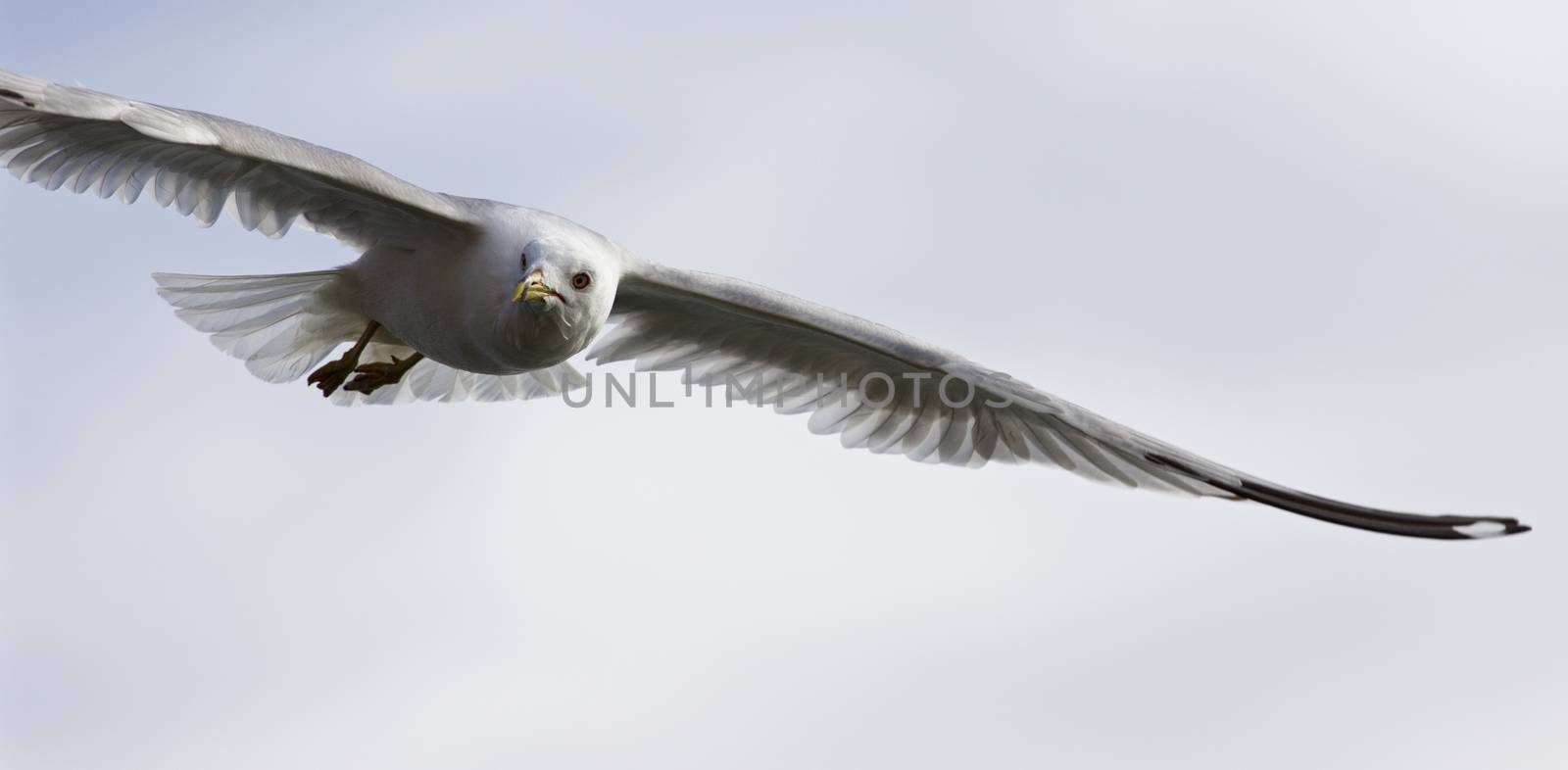 Very beautiful isolated image with the flying gull by teo