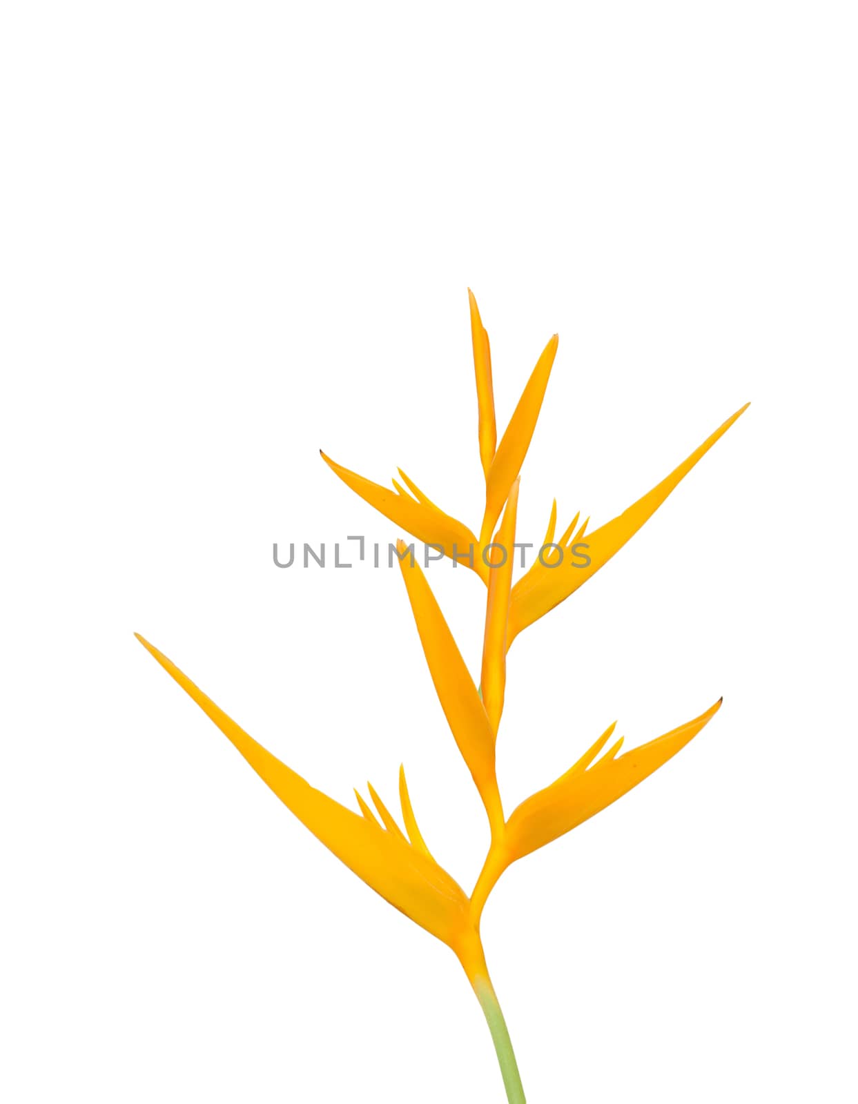 Yellow bird of paradise isolated on white background
